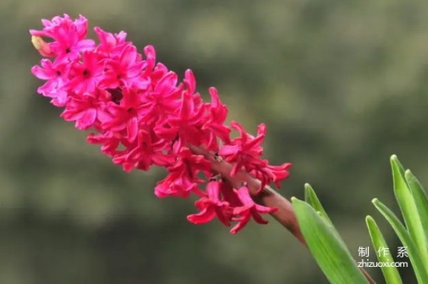 What is the flower language of hyacinth?