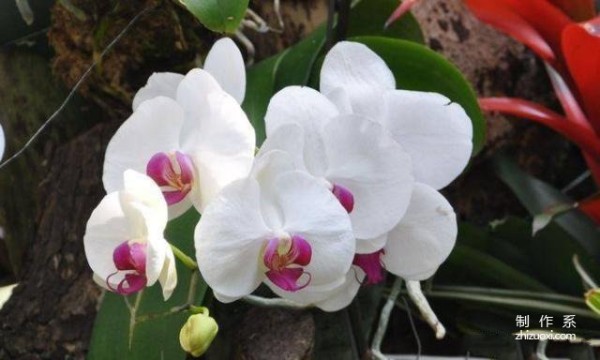 Do you know the flower language and symbolic meanings of Phalaenopsis of different colors?