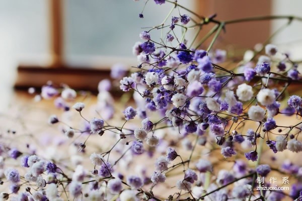 What is the flower language of gypsophila and who should it be given to?