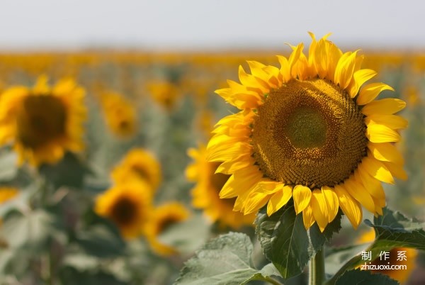 Flower language of sunflowers