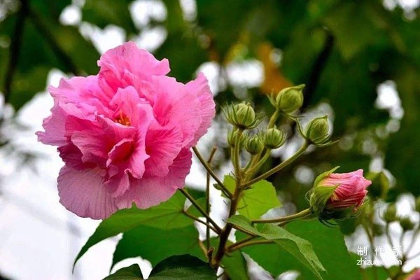 What is the flower language of hibiscus flowers? The meaning and symbol of hibiscus flower