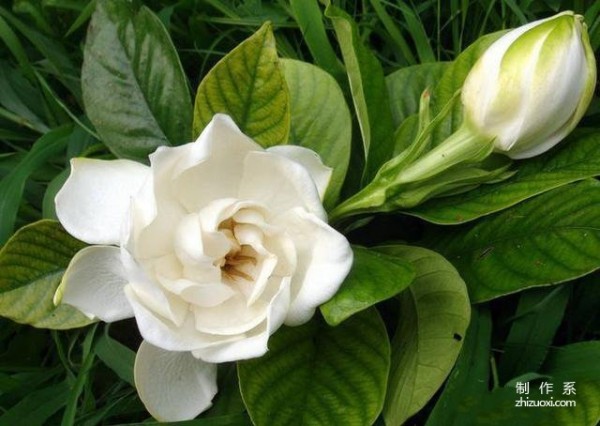 The flower language of gardenia