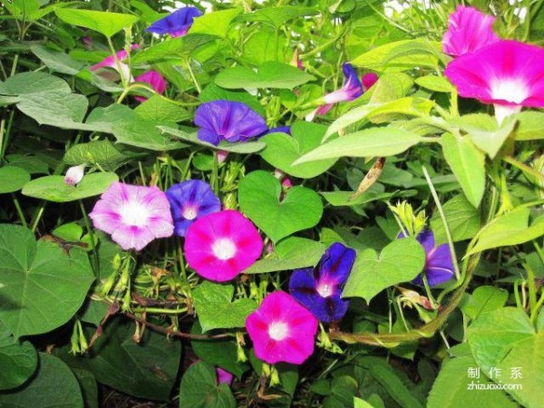 What is the flower language of morning glory?