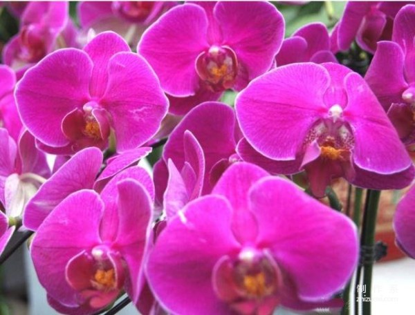 Do you know the flower language and symbolic meanings of Phalaenopsis of different colors?