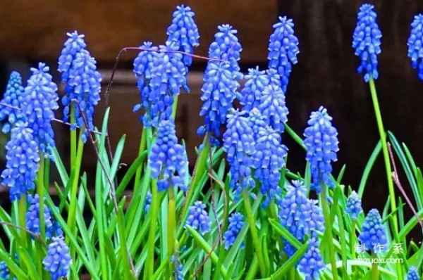 What is the flower language of hyacinth?