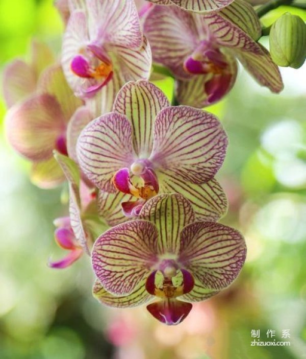 Do you know the flower language and symbolic meanings of Phalaenopsis of different colors?