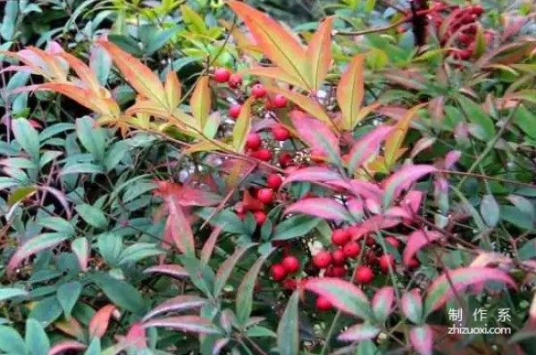 The flower language and meaning of nandina