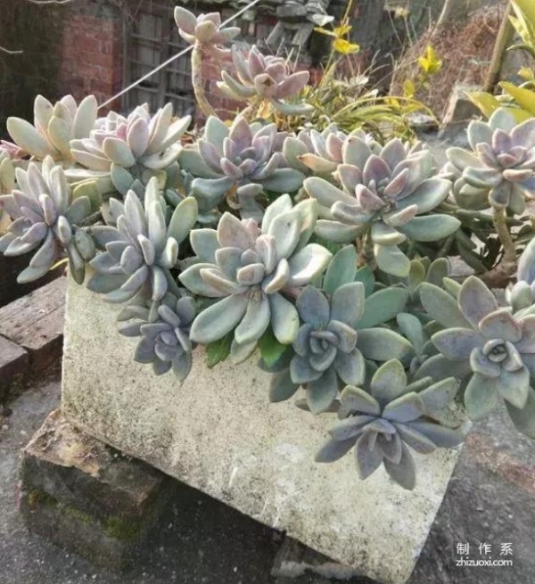 5 kinds of succulents, they are easy to grow and hard to grow even if you want to kill them!