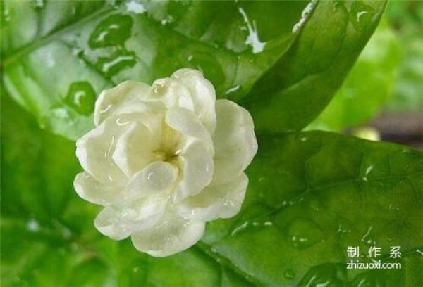 What is the flower language of jasmine? What are the symbols and meanings?