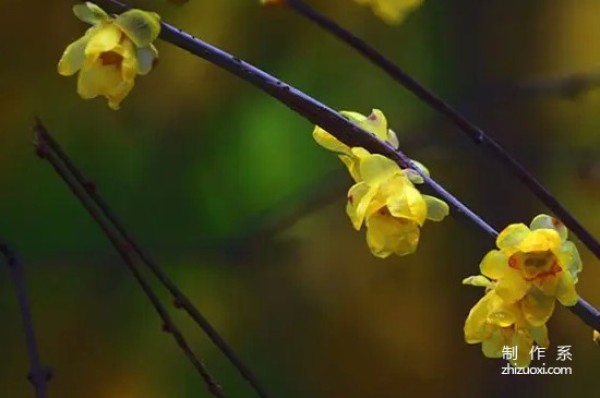 The flower language and symbolism of yellow wintersweet