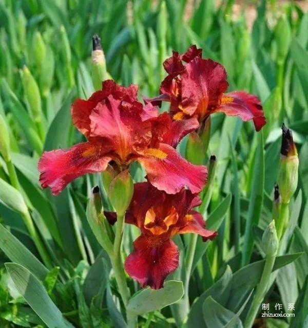 What is the flower language of iris?