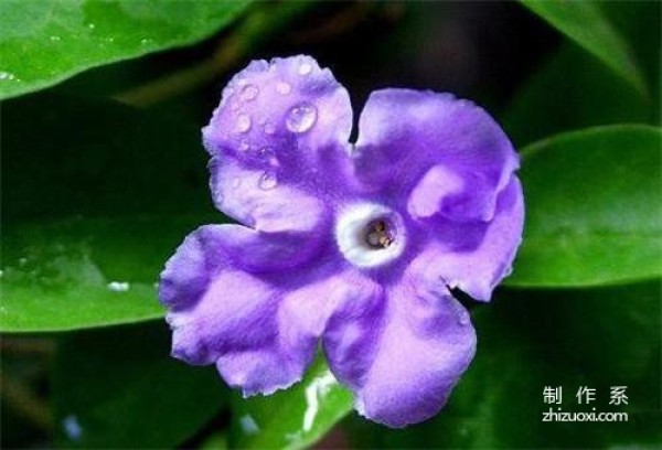 What is the flower language of jasmine? What are the symbols and meanings?