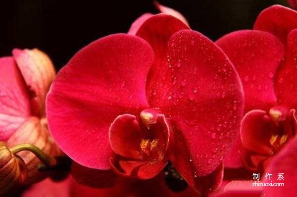 Do you know the flower language and symbolic meanings of Phalaenopsis of different colors?