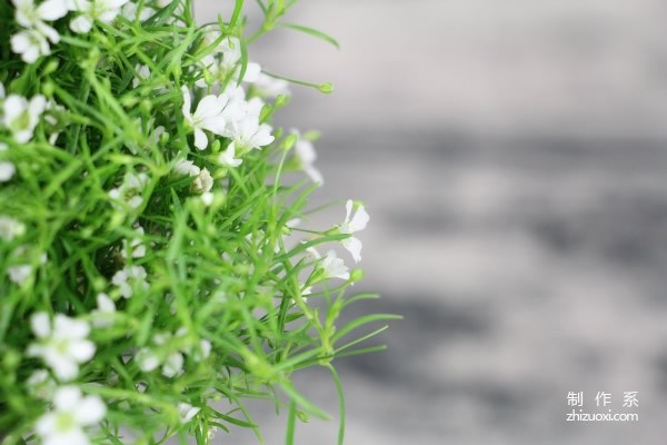 What is the flower language of gypsophila and who should it be given to?