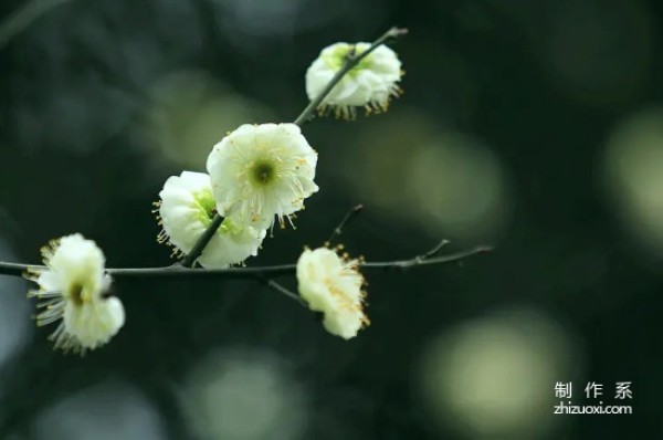 The flower language and meaning of green plum blossoms