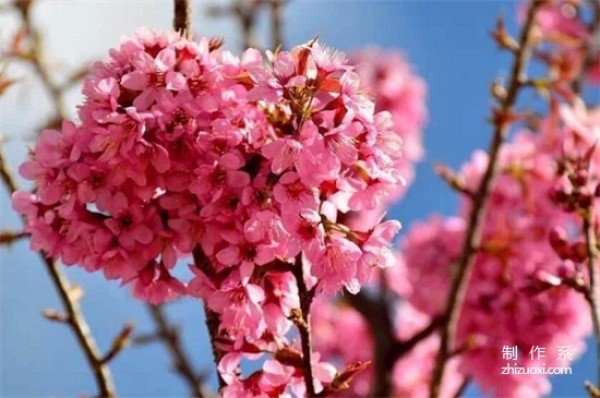 The flower language of cherry blossoms