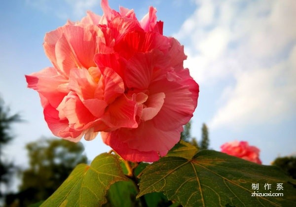 What is the flower language of hibiscus flowers? The meaning and symbol of hibiscus flower