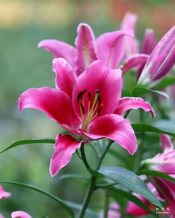 What is the flower language of lilies? Be careful if you send flowers to the wrong person, you will regret it for the rest of your life!