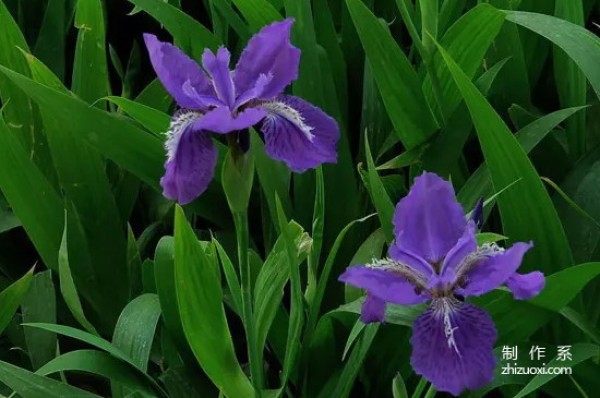 What is the flower language of iris?