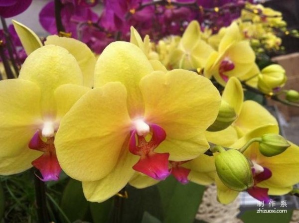 Do you know the flower language and symbolic meanings of Phalaenopsis of different colors?