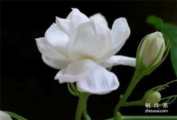 What is the flower language of jasmine? What are the symbols and meanings?