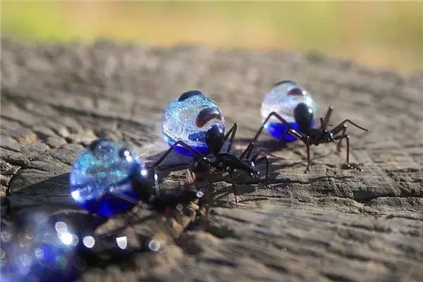 Glass Insect Art Made to Nearly One-to-One Scale