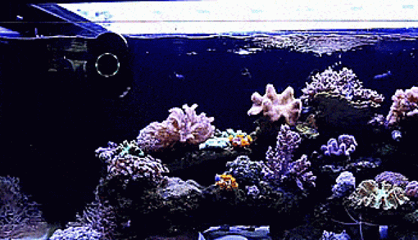 Remote-controlled automatic fish tank cleaning robot