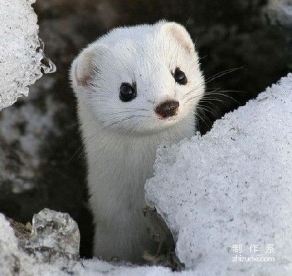 From the painting style to the name, the ferret is so cute