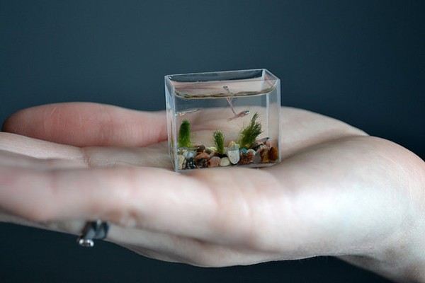 pocket fish tank