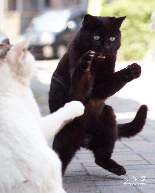 Ninja cats in the lens of Japanese photographer Hisakata Hiroyuki