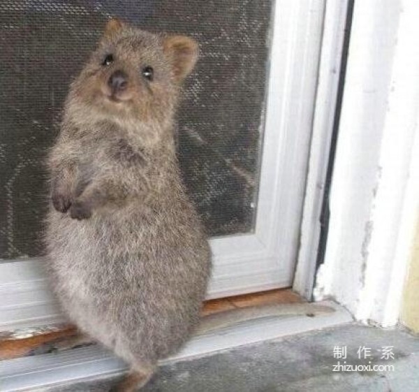 The happiest animal---quokka