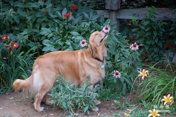 Capture the moment of healing. Cute photos of animals sniffing flowers.