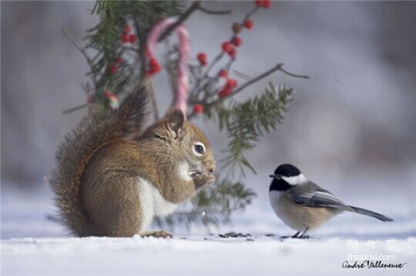 Squirrel and Bird