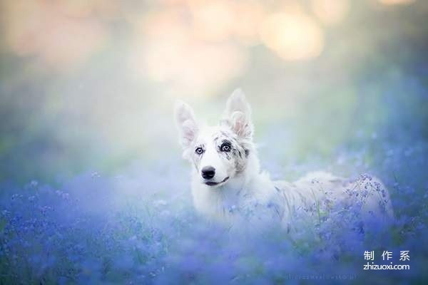 Little angel in the flowers super beautiful dog photo