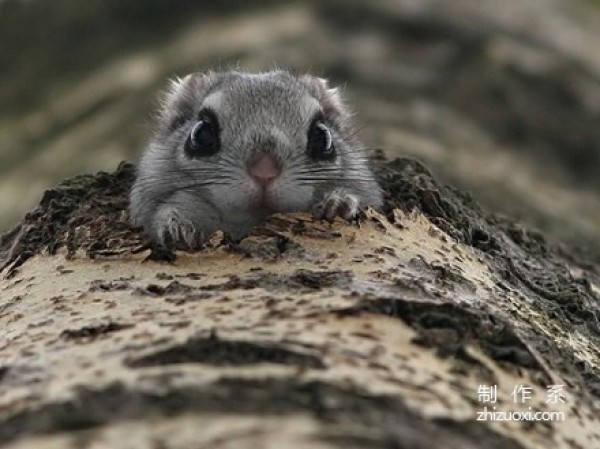 Furry Siberian flying squirrel root forest elf