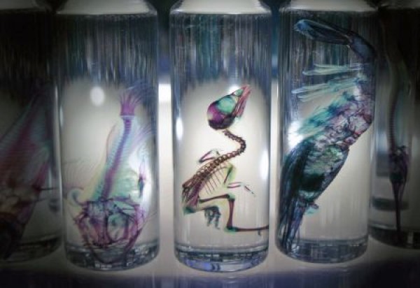 Imitation X-ray transparent biological specimens