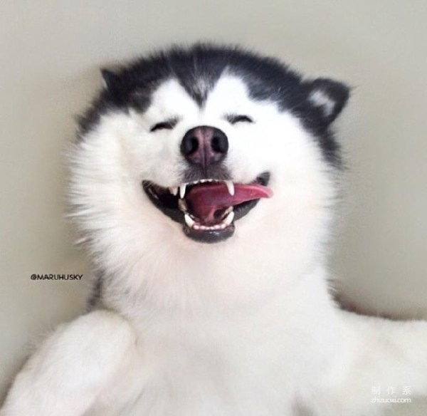 Nine consecutive shots of MARU the husky’s magical smile