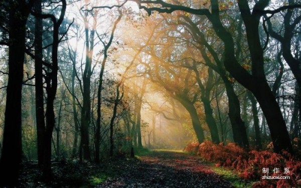 Breathtakingly beautiful forest wallpaper - the first one Sunshine Through the Forest