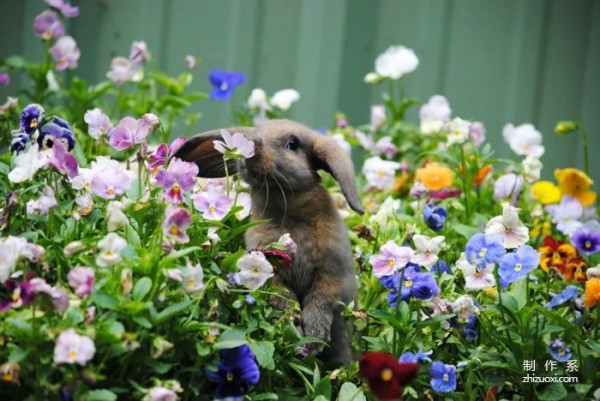 Capture the moment of healing. Cute photos of animals sniffing flowers.