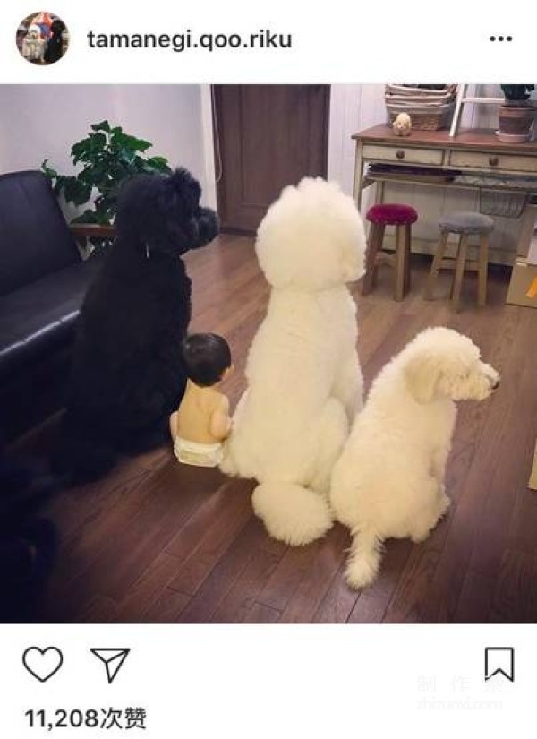 So cute! A 1-year-old girl and three dogs sleep together, eat together, and wear the same clothes...