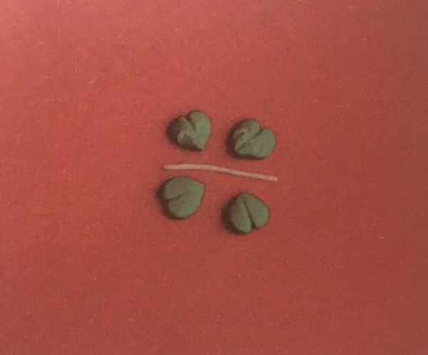 Steps to make four-leaf clover bookmarks with colored clay