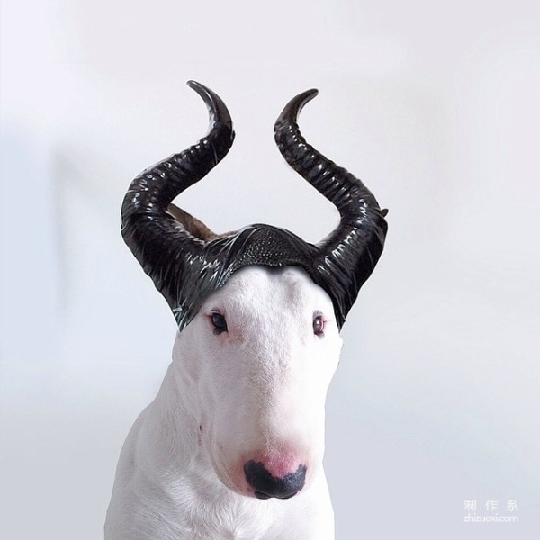 Bull Terrier: The leader of the silly and cute world