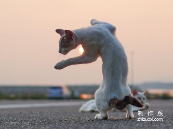 Ninja cats in the lens of Japanese photographer Hisakata Hiroyuki