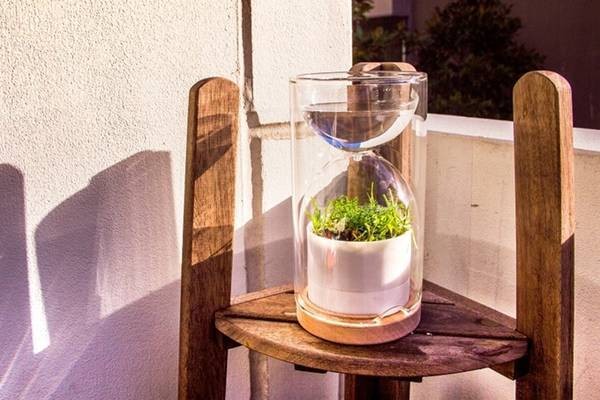 Livesglass Hourglass Plant Greenhouse