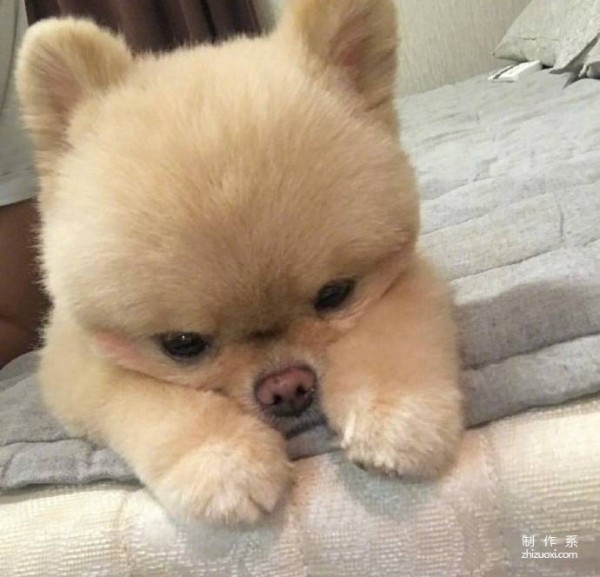 The Pomeranian with its own blush is so cute.