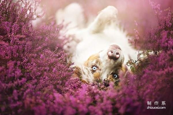 Little angel in the flowers super beautiful dog photo