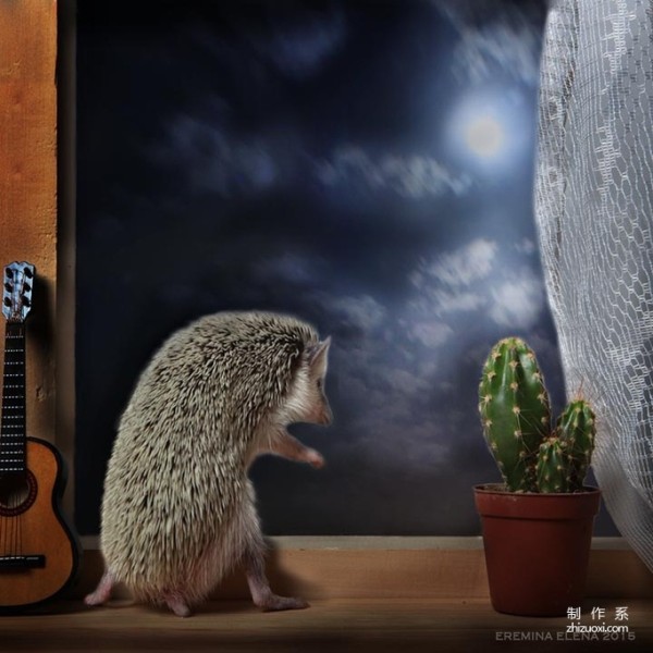 The Photographer’s Cute Best Friend: The Daily Life of the Cute Little Hedgehog