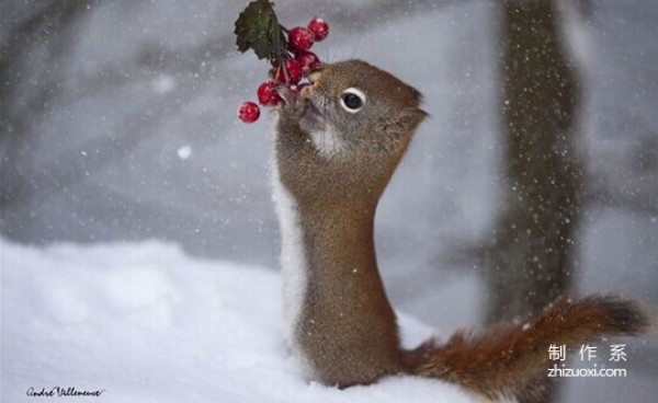 Squirrel and Bird