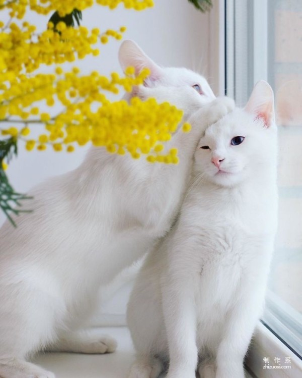 Twin cats with heterochromatic eyes capture everyone’s hearts with their elegant appearance