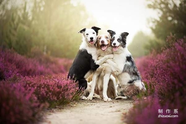 Little angel in the flowers super beautiful dog photo